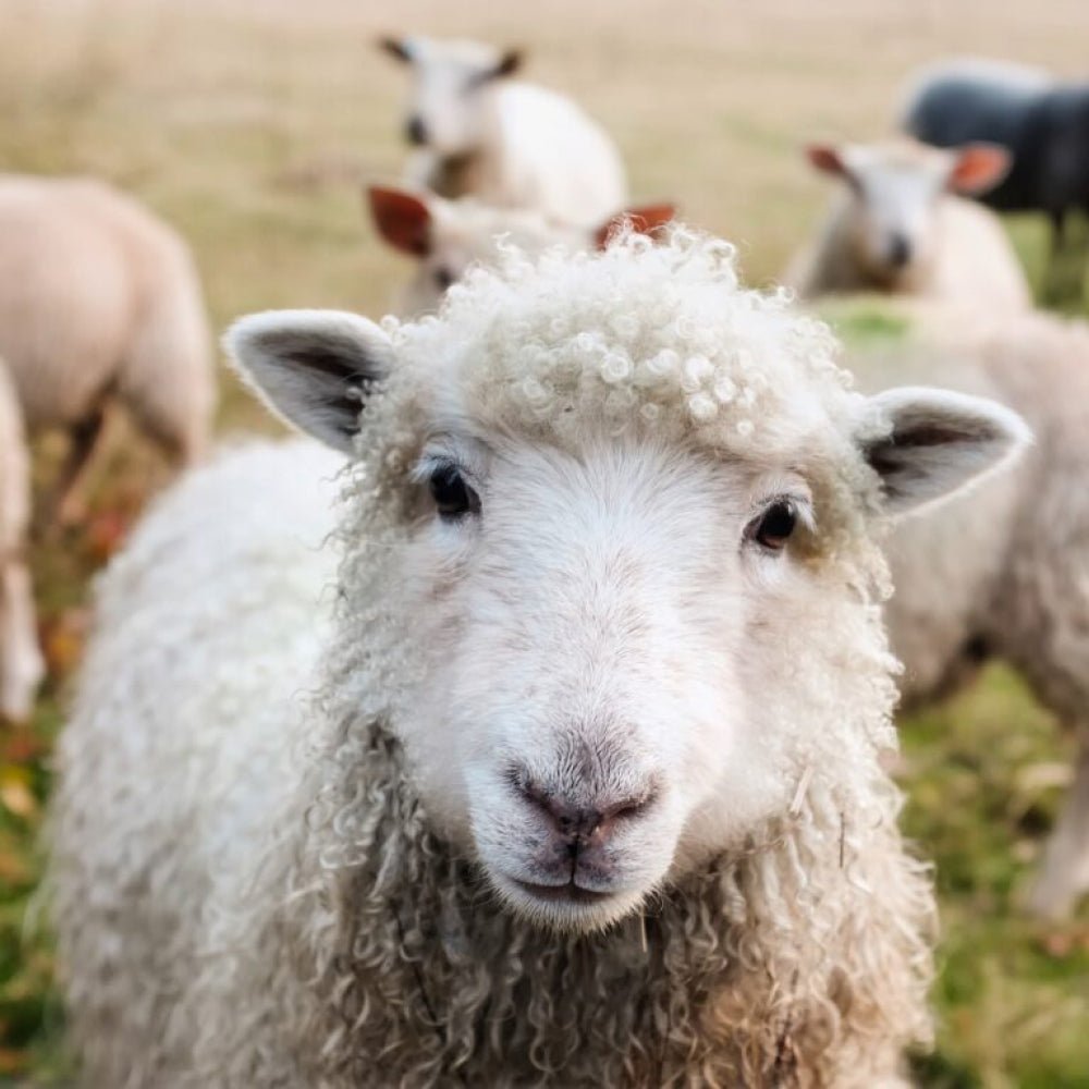 Geht nachhaltig auch billig? - BREDDY'S Blog