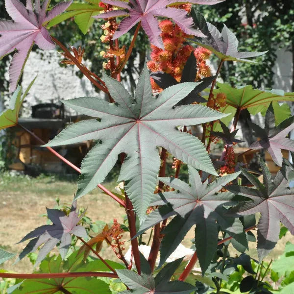 Rizinusfaser: Was steckt hinter dem Material, das BREDDY'S anders macht?